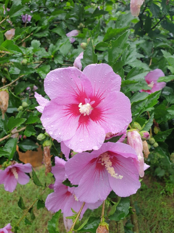 <b>선천신전</b> 민족종교 경천신명회 천신교 변화되는 무당(새신인)을... 
