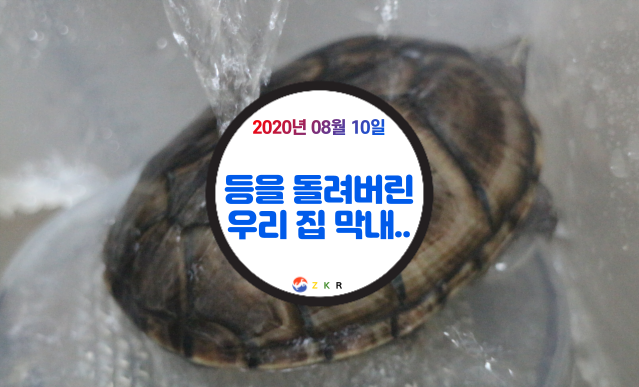  |ZKR| 주키퍼 렙타일 #등을 돌려버린 거북이.. 묵언수행 중?