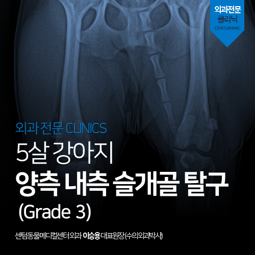 [정형외과] 강아지 양측 내측 슬개골 탈구 (Grade 3, 수술전문동물병원)