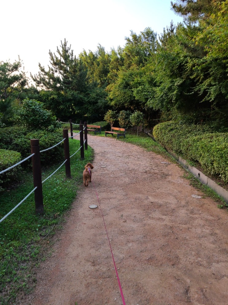  보리의 산책
