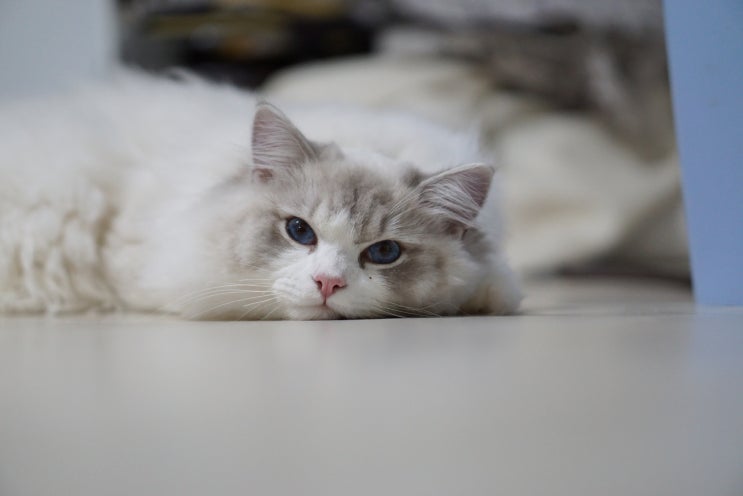  고양이 적응하기 -랙돌캐터리 알렉산더돌스