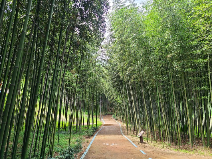 여름 남도 여행 VI - 구례 섬진강대나무숲길, 남원 서어나무숲