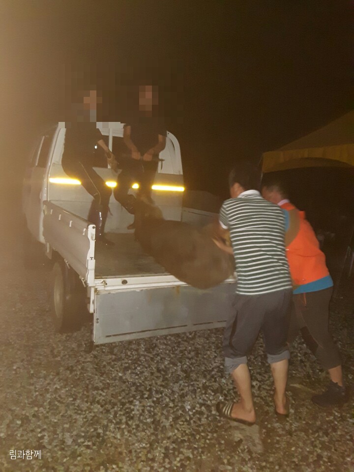  하이원 리조트 옆 고토원농장 멧돼지가 200kg?