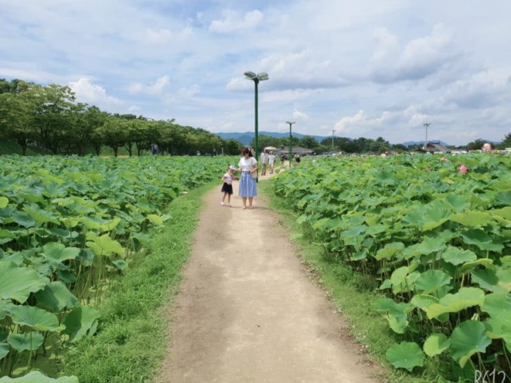 경주 동궁과 월지 연꽃단지