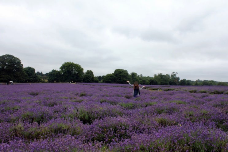  메이필드 라벤더농장 Mayfiled Lavender farm