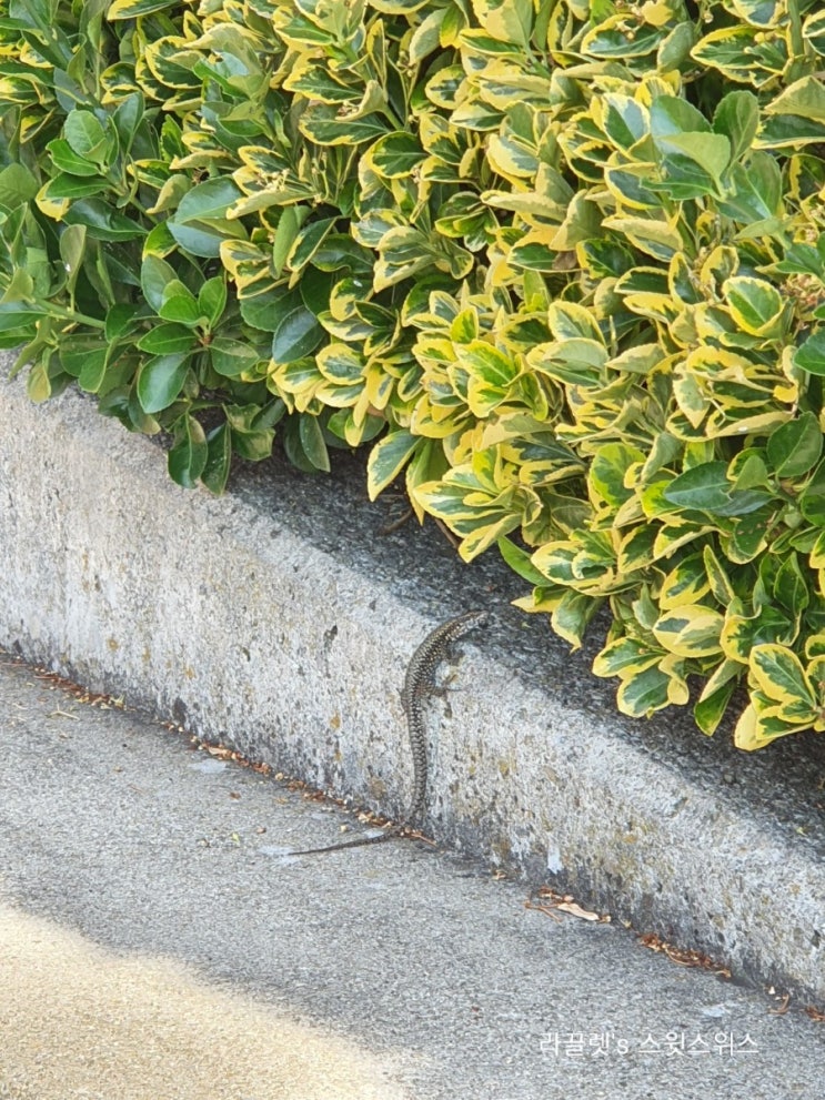  [스위스일상] 스위스 도마뱀 die Eidechsen (Lizard)