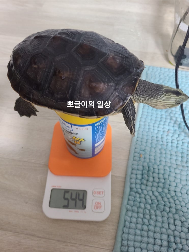  반수생거북 보석거북이가 우리집에 온 지도 1년이 되었어요.