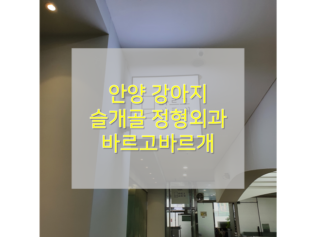  [안양 재활한방 동물정형외과/바르고바르개] : 강아지슬개골탈구 재활치료 리뷰