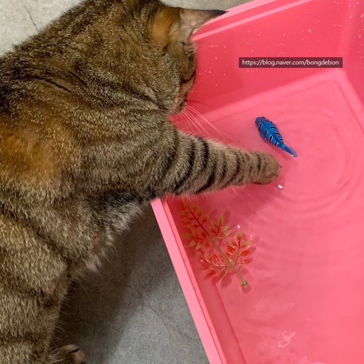  [ 로봇피쉬 ] 움직이는 자동 장난감 고양이 놀이시간