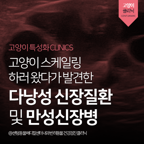  [노령묘전문진료] 고양이 다낭성 신장질환 및 만성신장병 (PKD, CKD)
