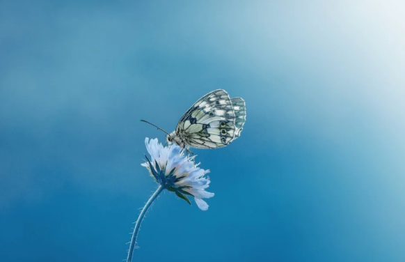  butterflies in my stomach 원어민이 매일쓰는 표현 무슨뜻일까요 내 배에 나비라니