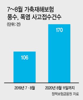 떠내려간 소떼…보험금 60~80%선