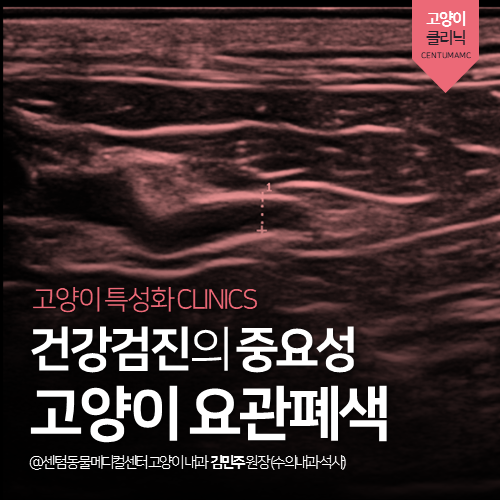  [고양이전문진료] 고양이 요관폐색 (건강검진의 중요성)