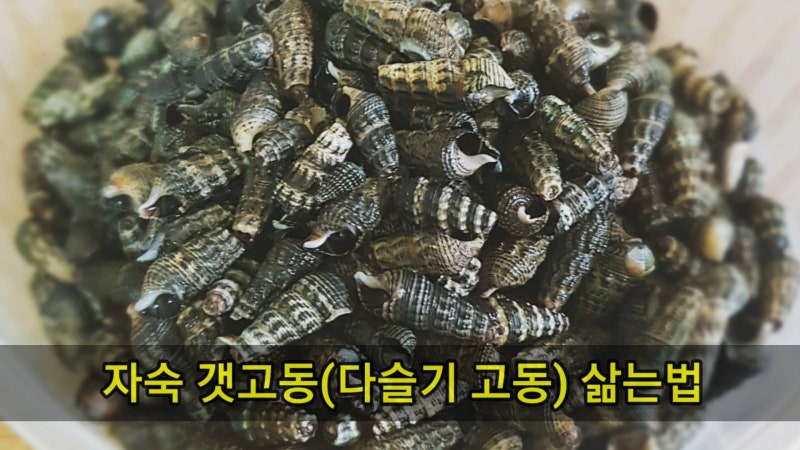 자숙 갯고동 삶는법 :: 갯고동을 '다슬기 고동'이라고도 하쥬!