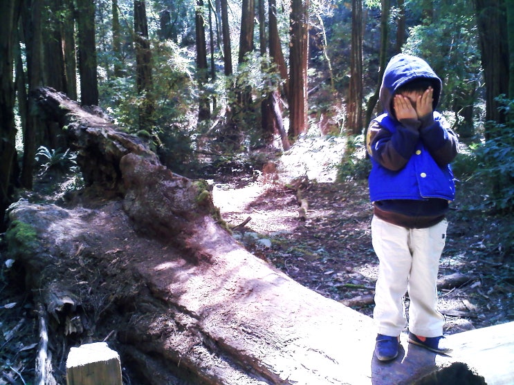  San Francisco 주변 여행 8-Muir Woods National Monument | 캘리포니아 레드우드 숲속에서의 산책