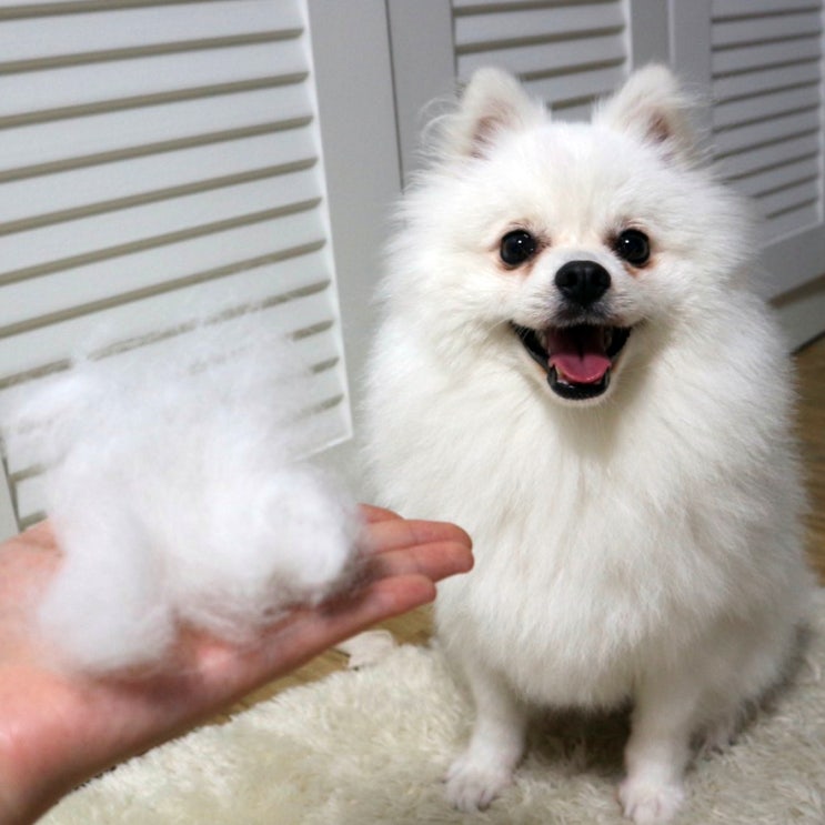  "왕냥이 죽은털제거빗" 브러쉬 사용 후기 (+ 댕댕이 자랑)