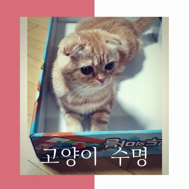 고양이 수명- 평균수명