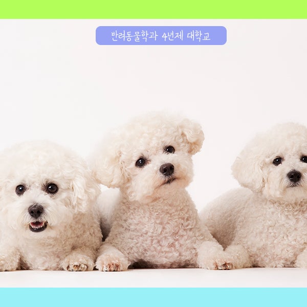 동물 관련 학과 전공별 비교! : 네이버 블로그
