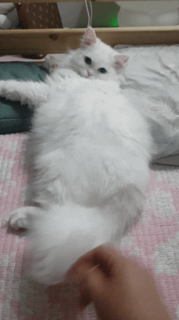  [고양이야기]랜선집사!고양이일상 장마기간에 잠이많아진 고양이일상