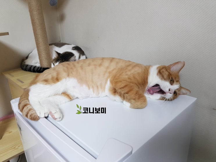 코니보미 일상 0813 코니보미 일상 0813
