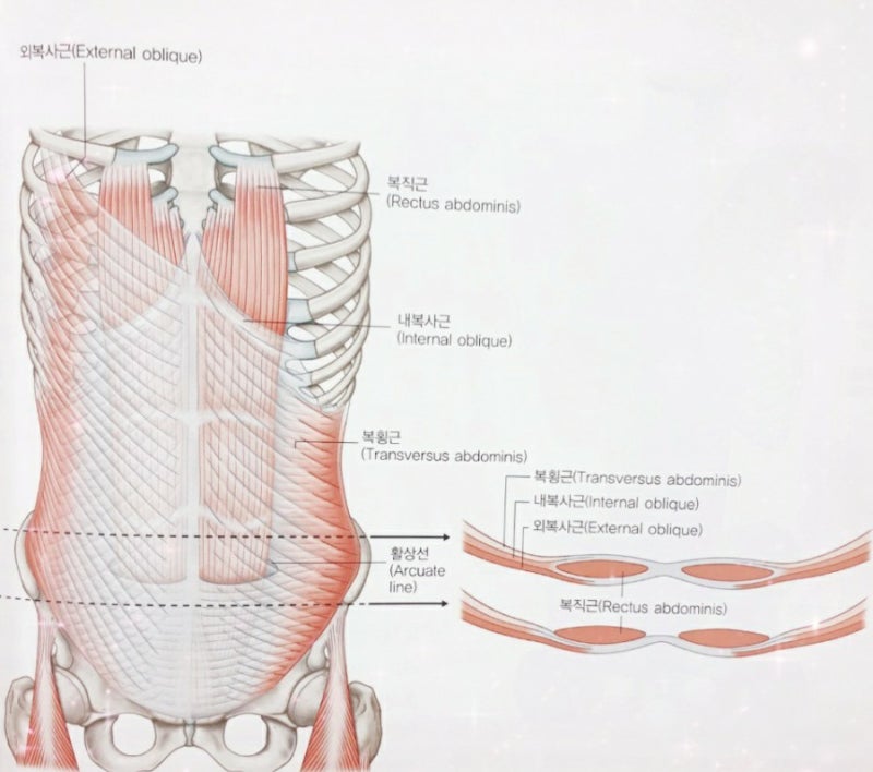 표면전방선과 복부 : 네이버 블로그