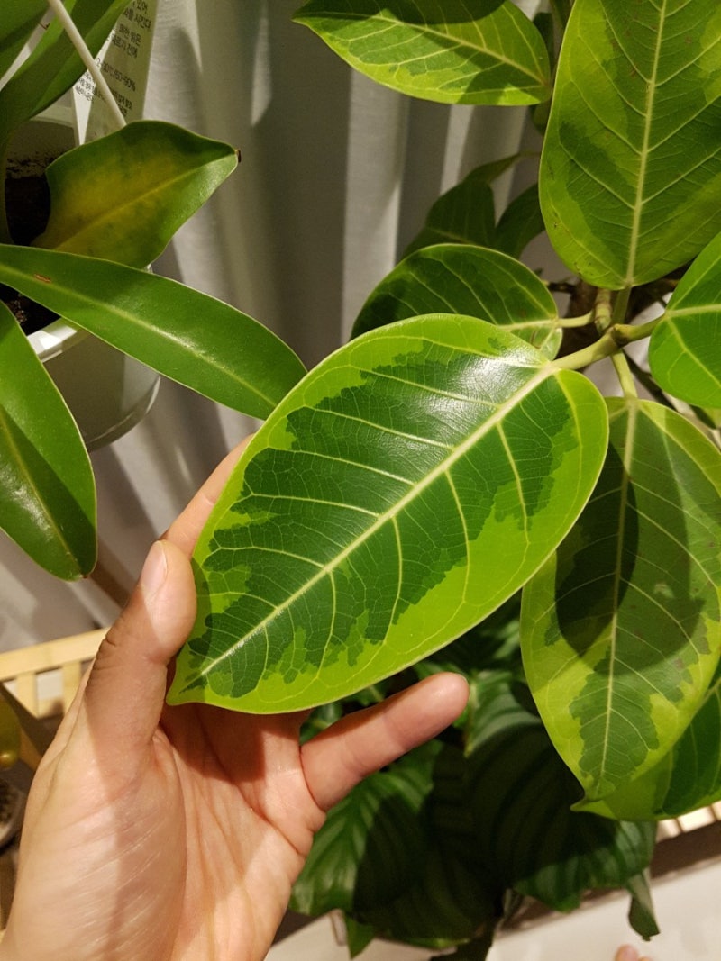 Bittersweet Story: 헷갈리는 나무 구별하기 (응봉산에서), image size:800x1067