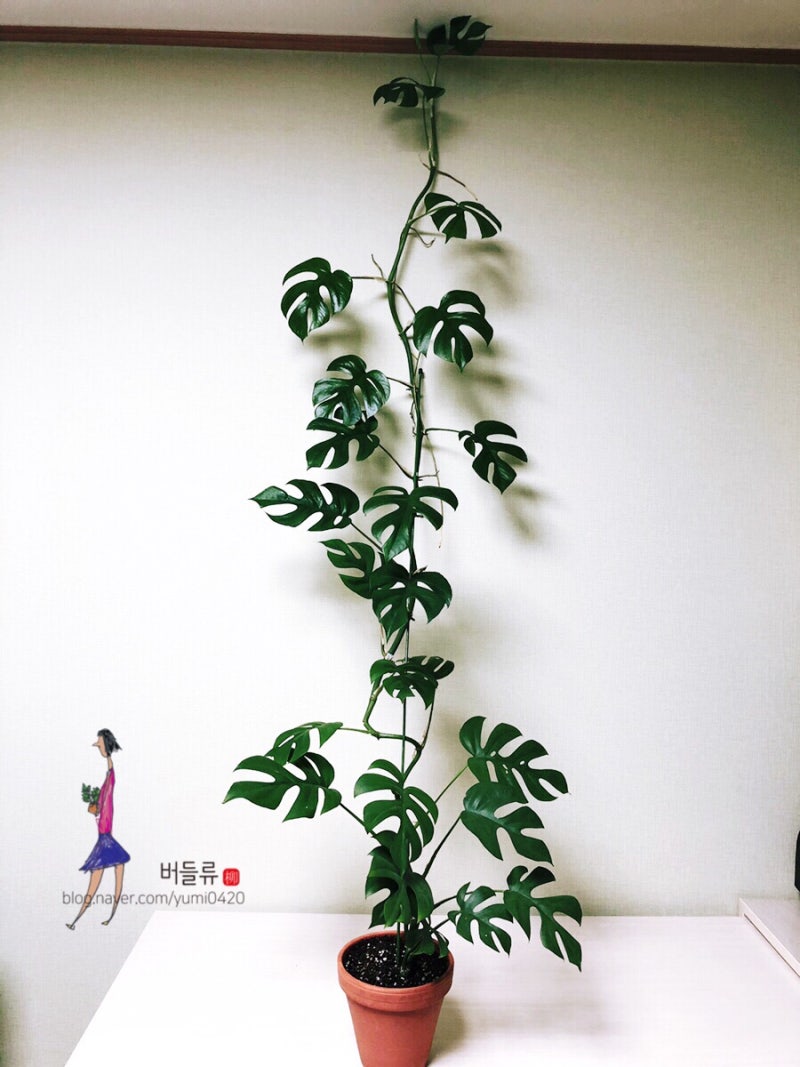 히메몬스테라 가지치기 수형정리/ 삽수 물꽂이