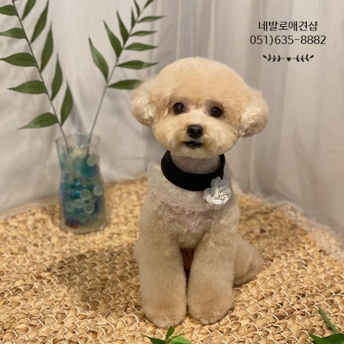강아지 스포츠 베어 컷 토이 푸들 그루밍 스타일