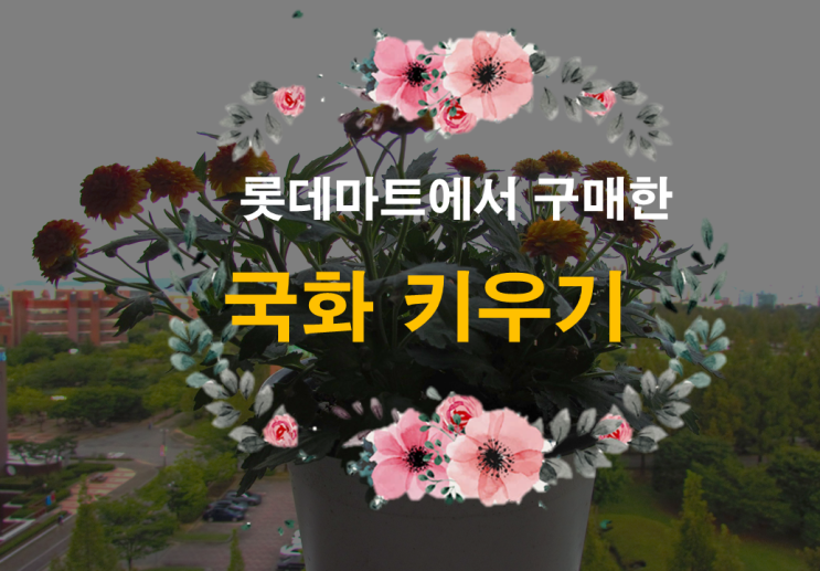  롯데마트에서 구매한 국화 키우기