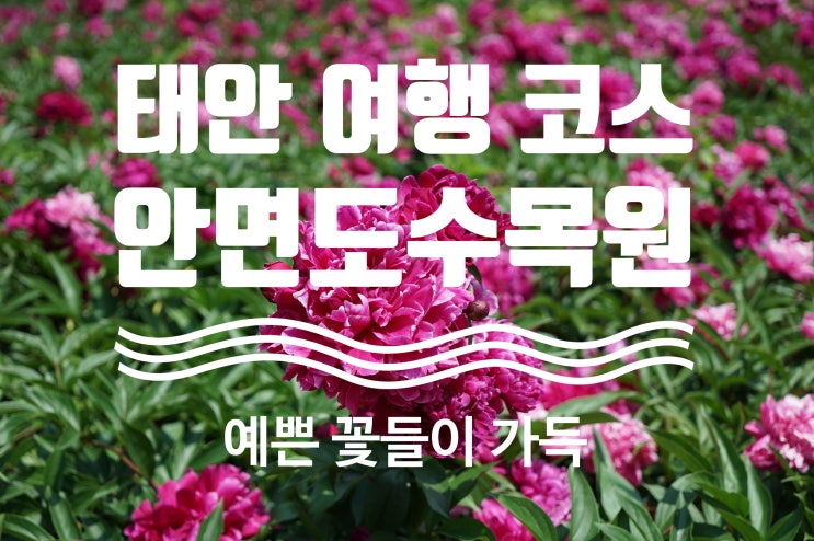  예쁜 꽃들이 있는 안면도수목원(태안 여름휴가 코스추천)