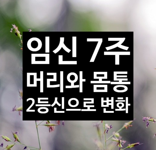  임신7주 머리와 몸통 구별이 됩니다