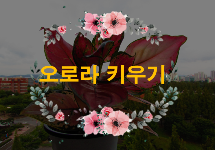  실내에서도 예쁜 색을 내는 알록달록 아글라오네마 키우기