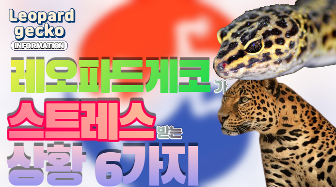  |ZKR| 초보 집사를 위한 레오파드게코에게 스트레스를 줄 6가지 상황