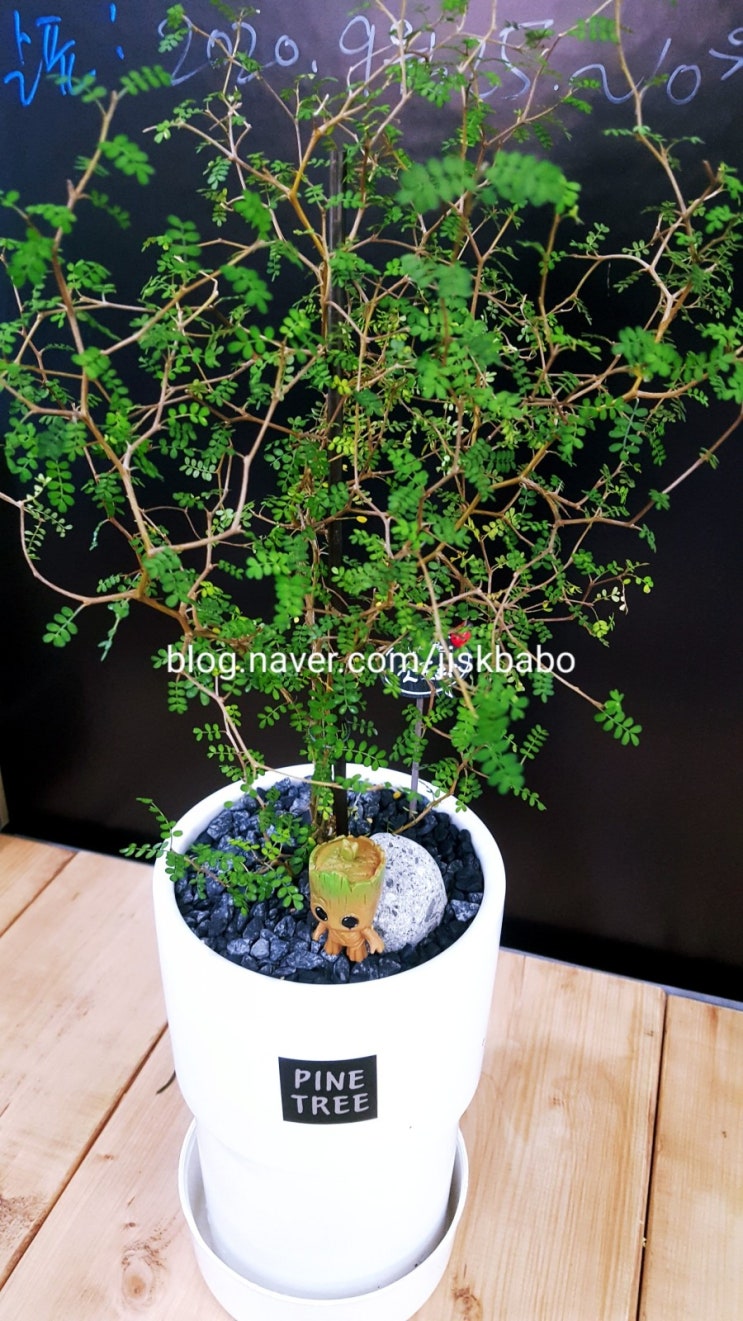  마오리소포라 키우기,소포라 관리법,마오리소포라물주기,분갈이:D