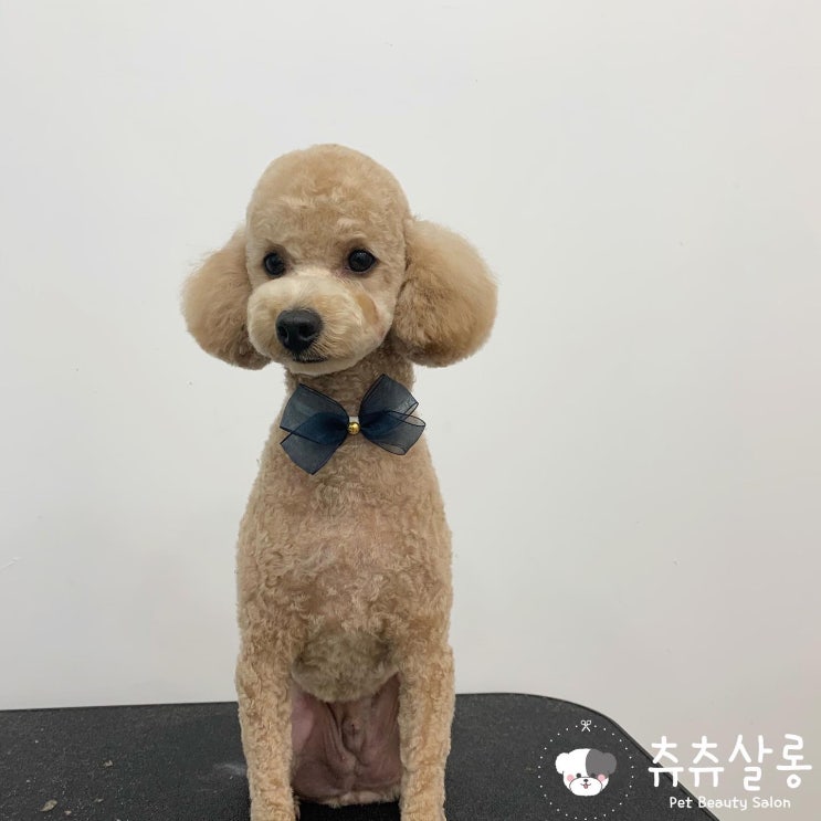 츄츄살롱[부산푸들미용/부산푸들미용잘하는곳/푸들테디베어컷/부산애견미용/부산북구애견미용/북구애견미용/구포애견미용/덕천애견미용/만덕애견미용/화명애견미용/화명동애견미용/부산애견미용실추천]