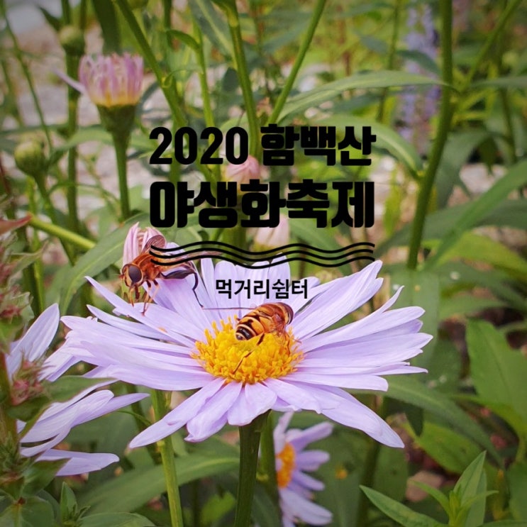 2020 고한 함백산야생화축제 먹거리쉼터
