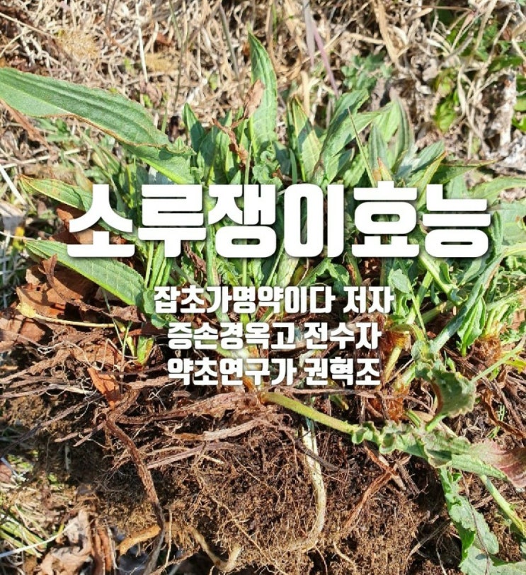  소루쟁이효능