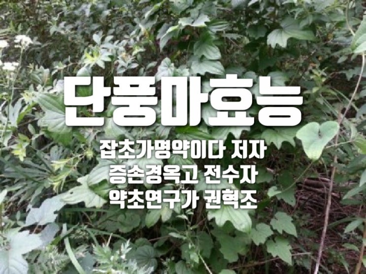  단풍마 효능