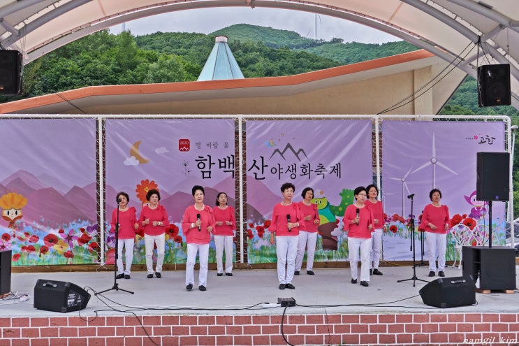 정선에서 열리는 여름축제, 함백산 야생화축제 정선에서 열리는 여름축제, 함백산 야생화축제