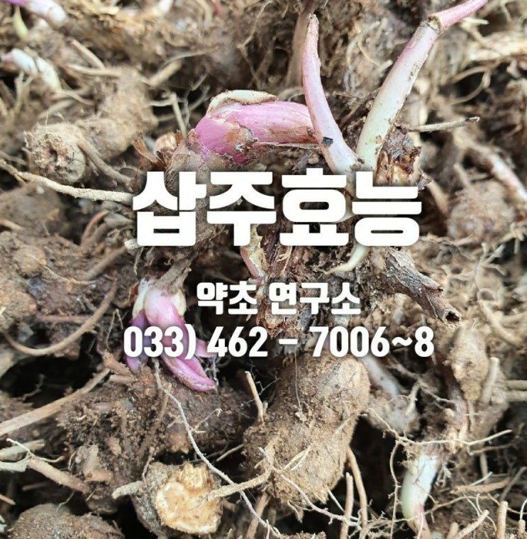  삽주뿌리효능.질병치료법