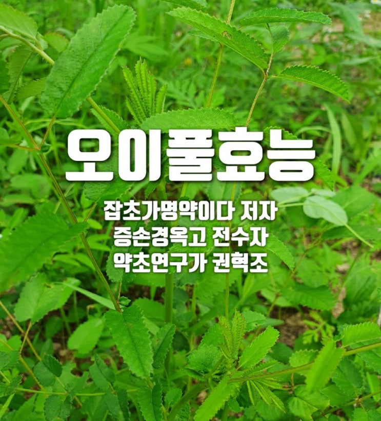  오이풀 ㆍ오이풀효능