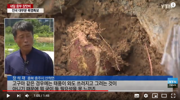 "다 썩었는데..." 재해보험 미가입 농민 '보상 막막' / YTN "다 썩었는데..." 재해보험 미가입 농민 '보상 막막' / YTN