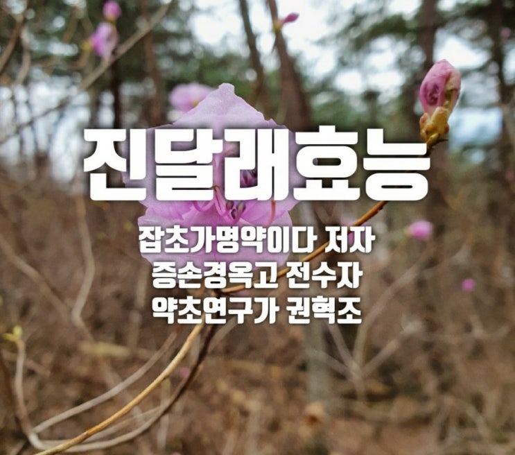  진달래꽃