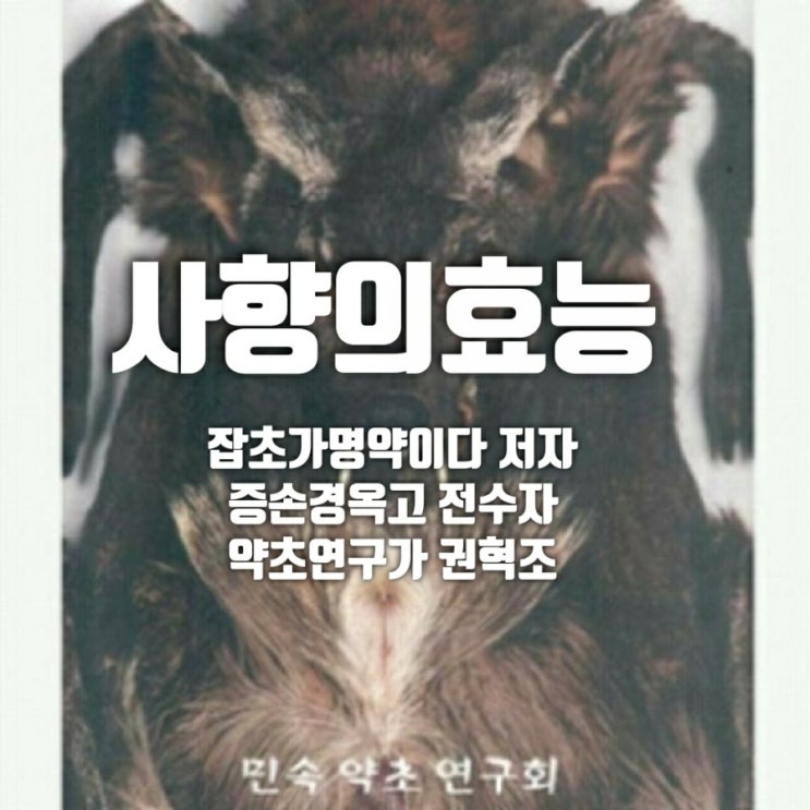  사향노루효능