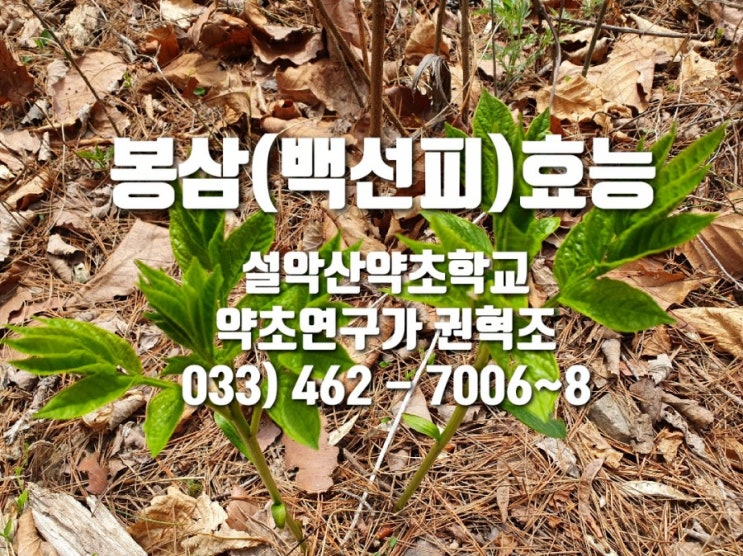  봉삼의효능(백선피)