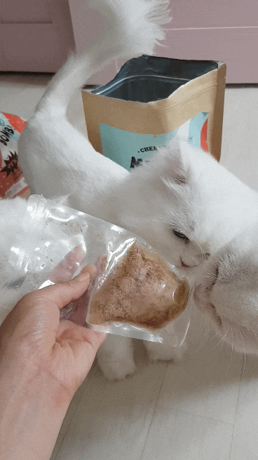  고양이사료추천 입맛잃은고양이,영양만점 치즈썬대령했어요
