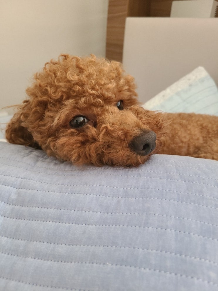  소년푸들 보리의 여름나기!