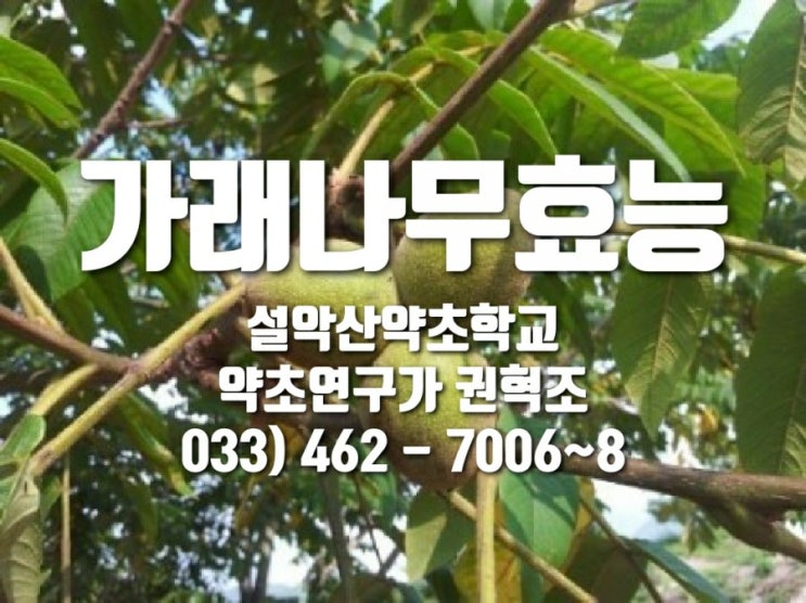  가래나무효능