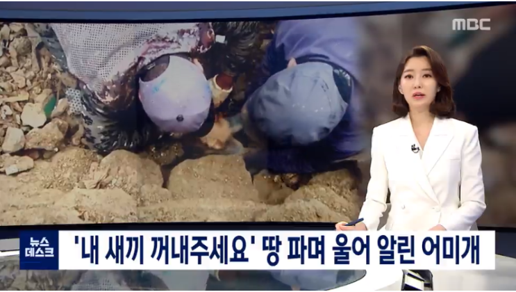  내 새끼 꺼내주세요' 땅 파며 울어 알린 어미개(어미개의 모정)