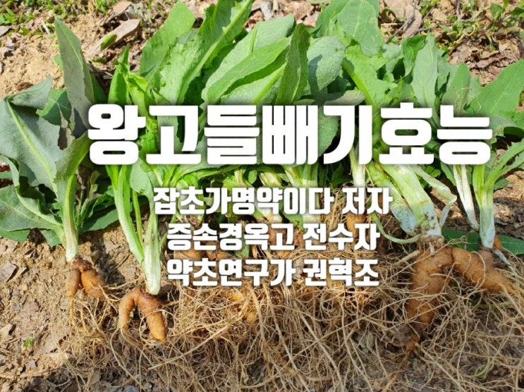  왕고들빼기 효능